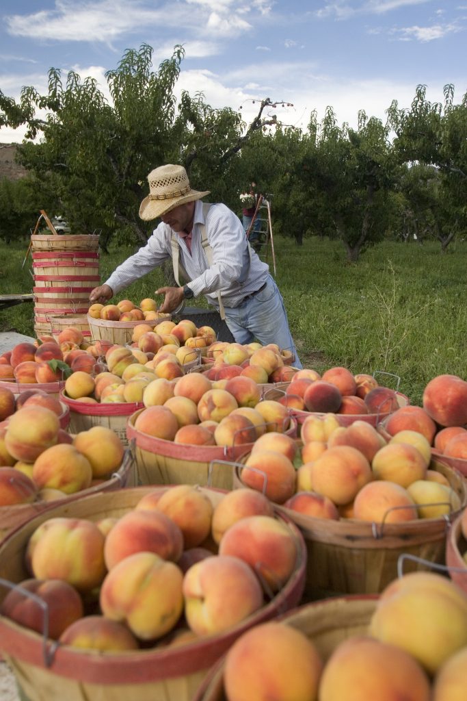 Colorado Agritourism - Freshly picked peaches in Palisade