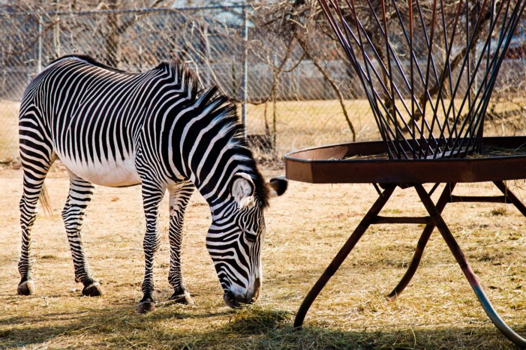 OKC Zoo Attractions in Oklahoma City