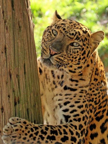 Black Pine Leopard at the Exotic Feline Rescue Center