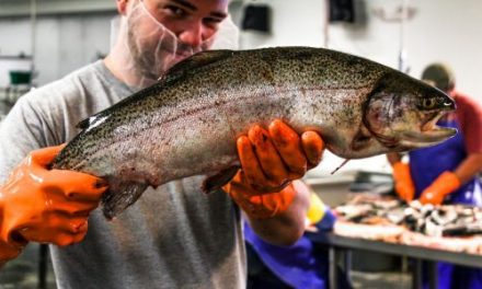 North Carolina Itinerary: Trout Farm to Table