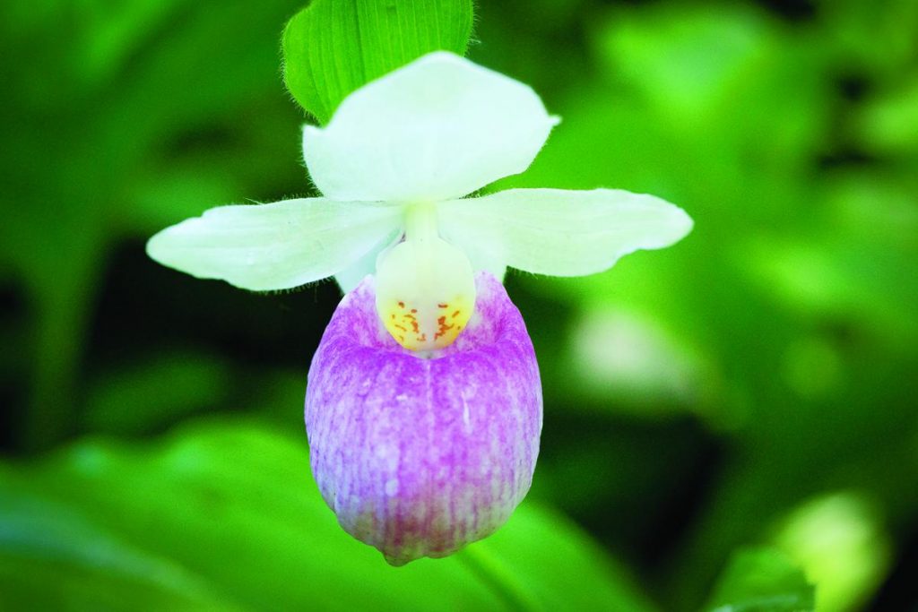 A Bounty Of Exquisite Botanical Gardens Leisure Group Travel