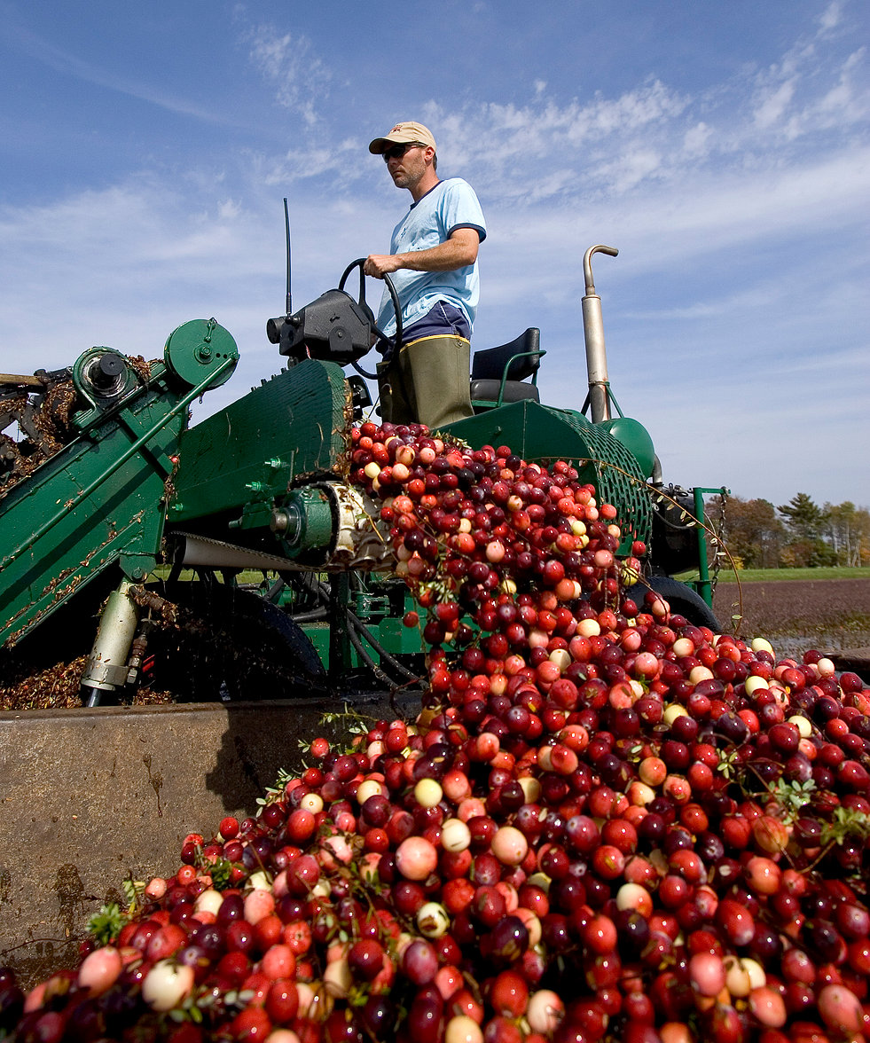 Tomah Wisconsin Cranberry Tomah Wisconsin Cranberry