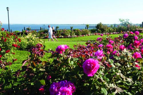 Duluth rose garden.