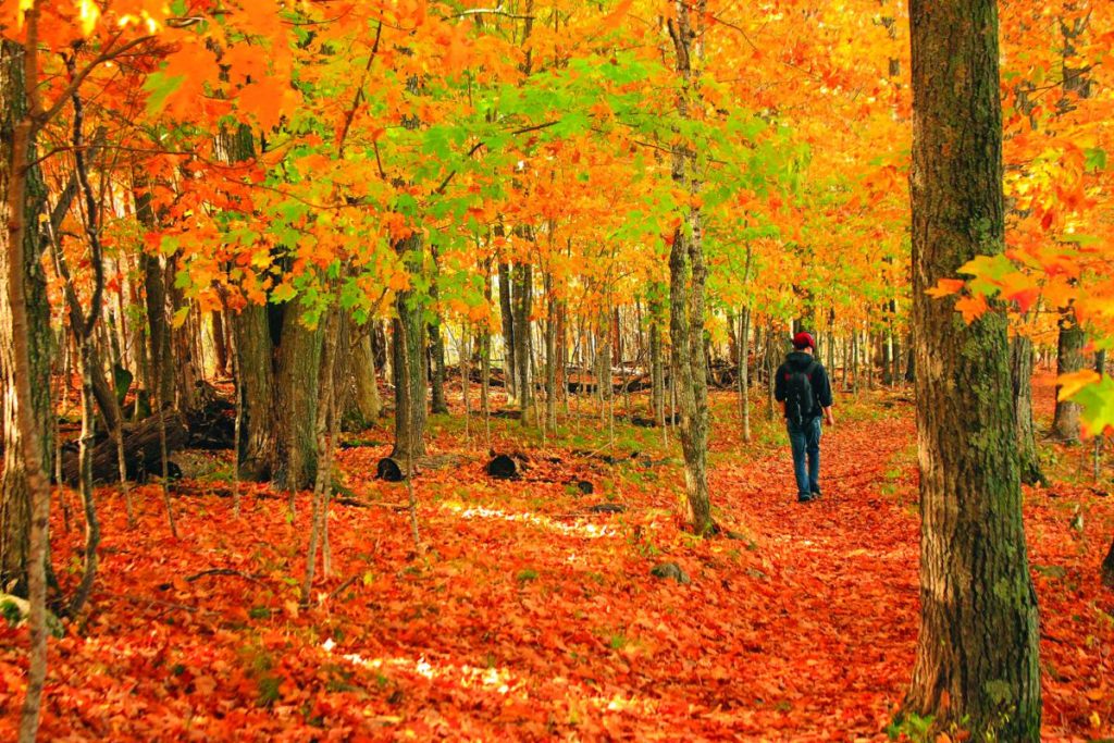 Hennepin state park