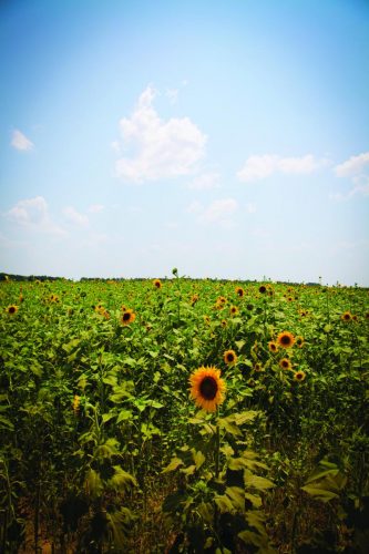 Sunflower scenic