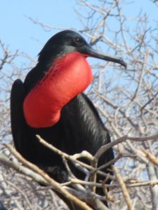 Frigate birds can be spotted while bird watching in Florida