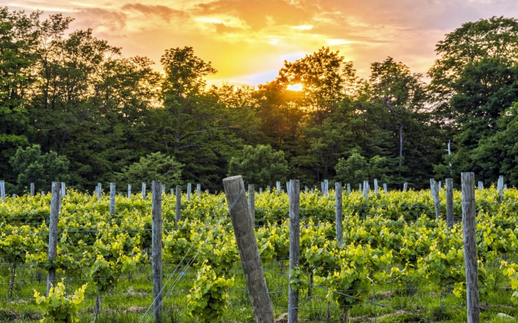 Finger Lakes Wine Trails