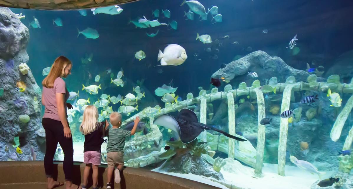 Missouri Aquariums Are in a League of Their Own