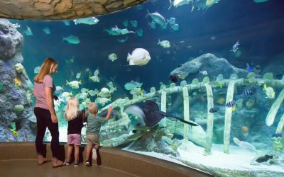 Missouri Aquariums Are in a League of Their Own