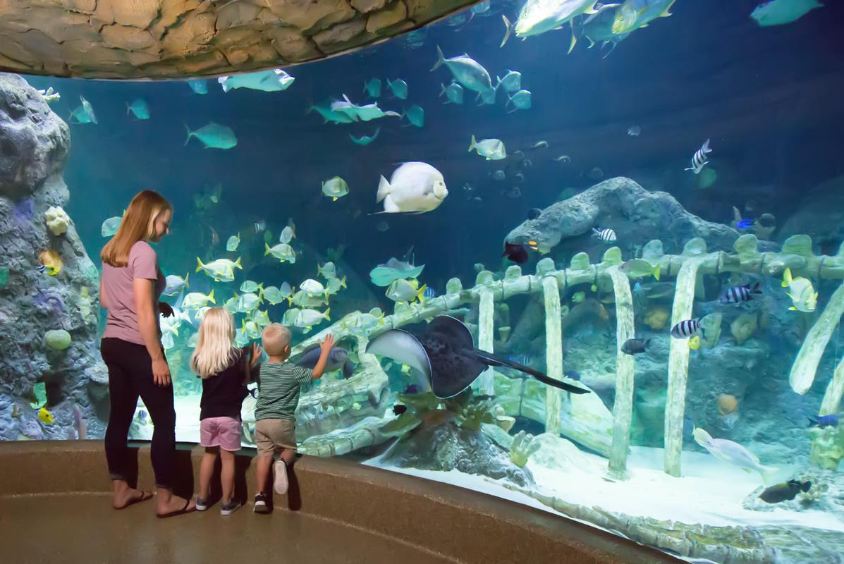 SEALIFE Kansas City is among the best of Missouri aquariums