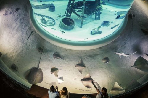 Missouri aquariums include the Wonders Of Wildlife National Museum & Aquarium