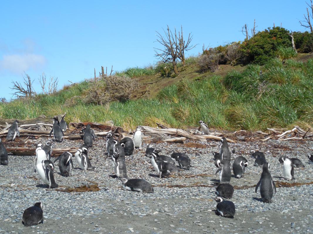 Patagonia cruise on the Stella Australis