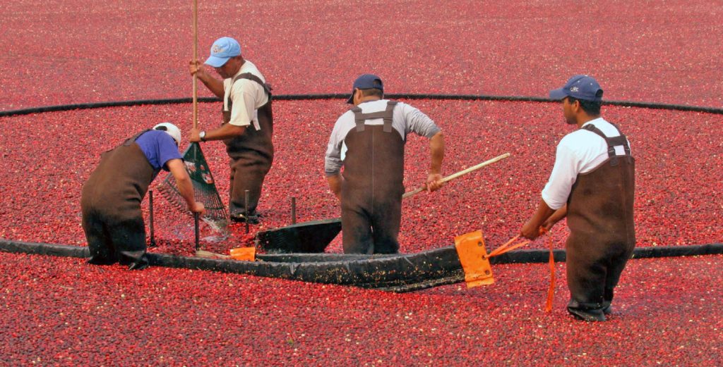 Nantucket cranberry harvest