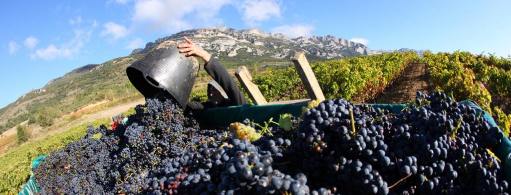 Spain’s Rioja Alavesa wine region