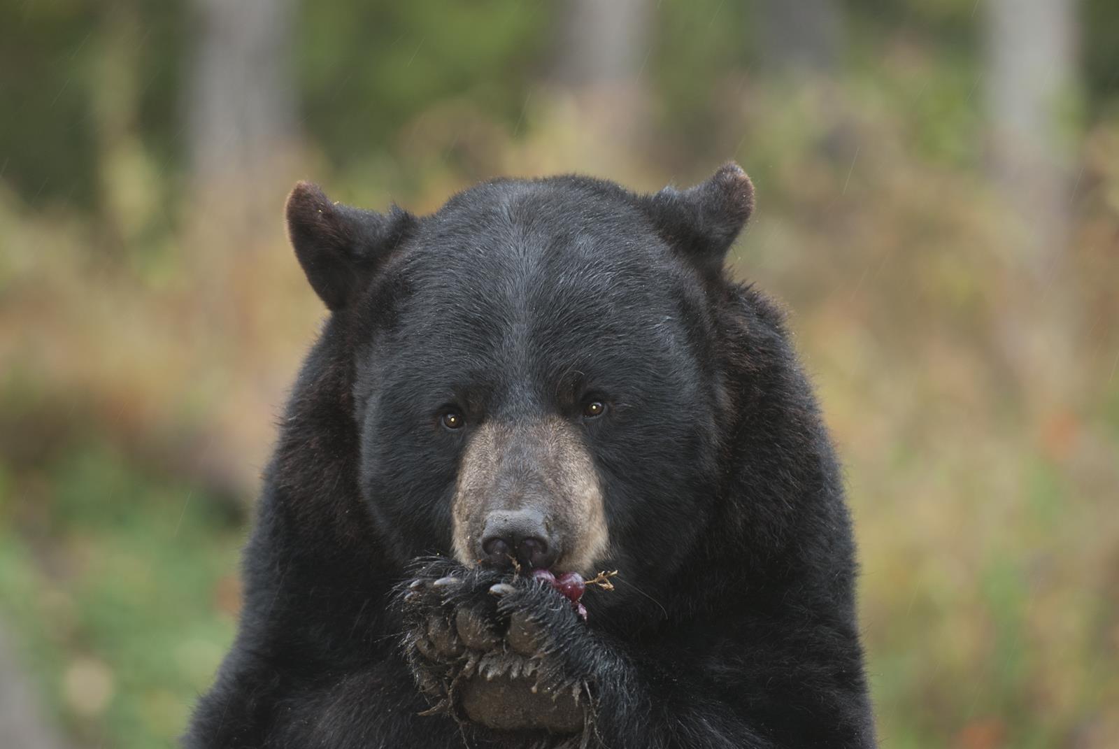 Discover Northern Minnesota History & Heritage