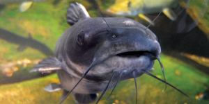 Catfish at the Great Lakes Aquarium