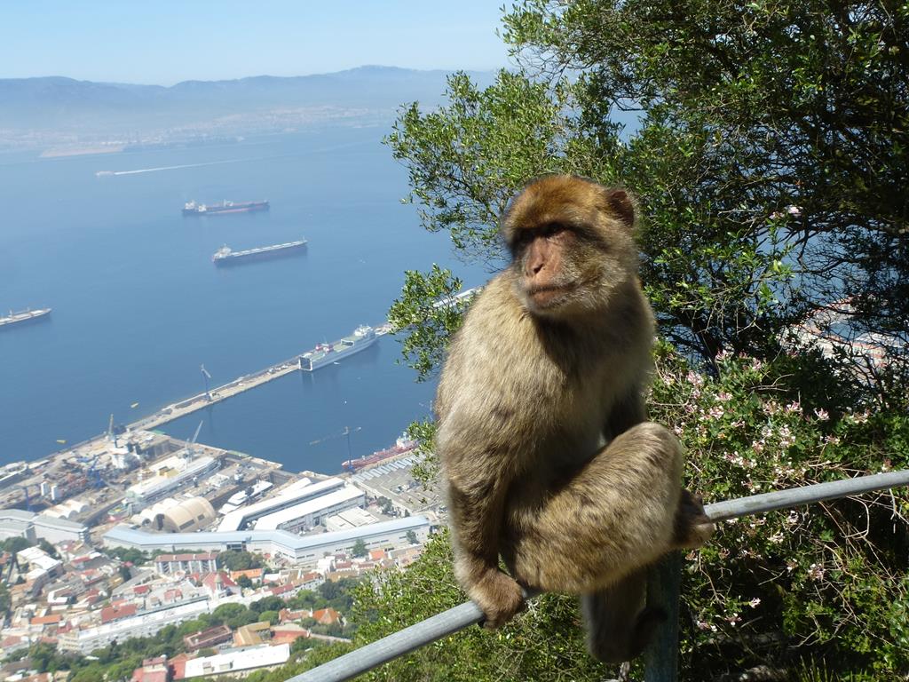 Exploring Gibraltar on a cruise