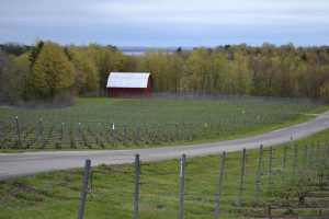 The Old Mission Peninsula has numerous vineyards and tasting rooms scattered along a 19-mile route.