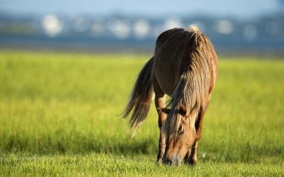 Memories are Made on The North Carolina Coast