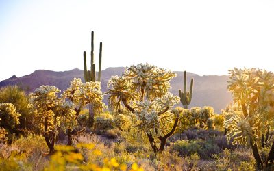 An Unforgettable Journey: Exploring Arizona