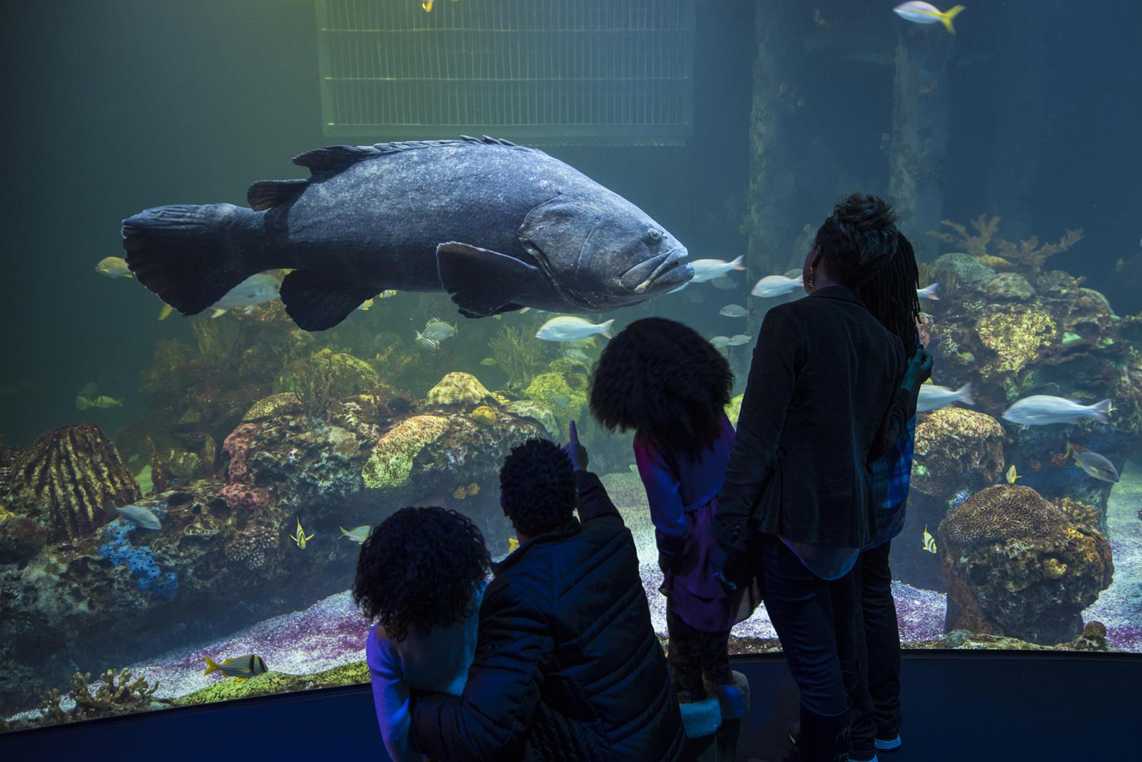 Springfield, Missouri is home to the top-rated aquarium in the United States