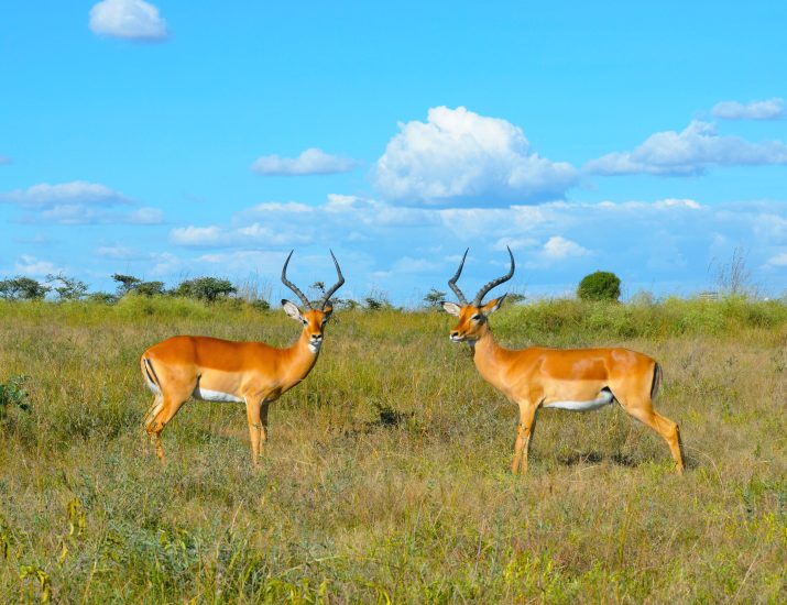 A wildlife safari in Kenya. Photo by Simon Brandintel on Pexels. Ecotourism destinations.