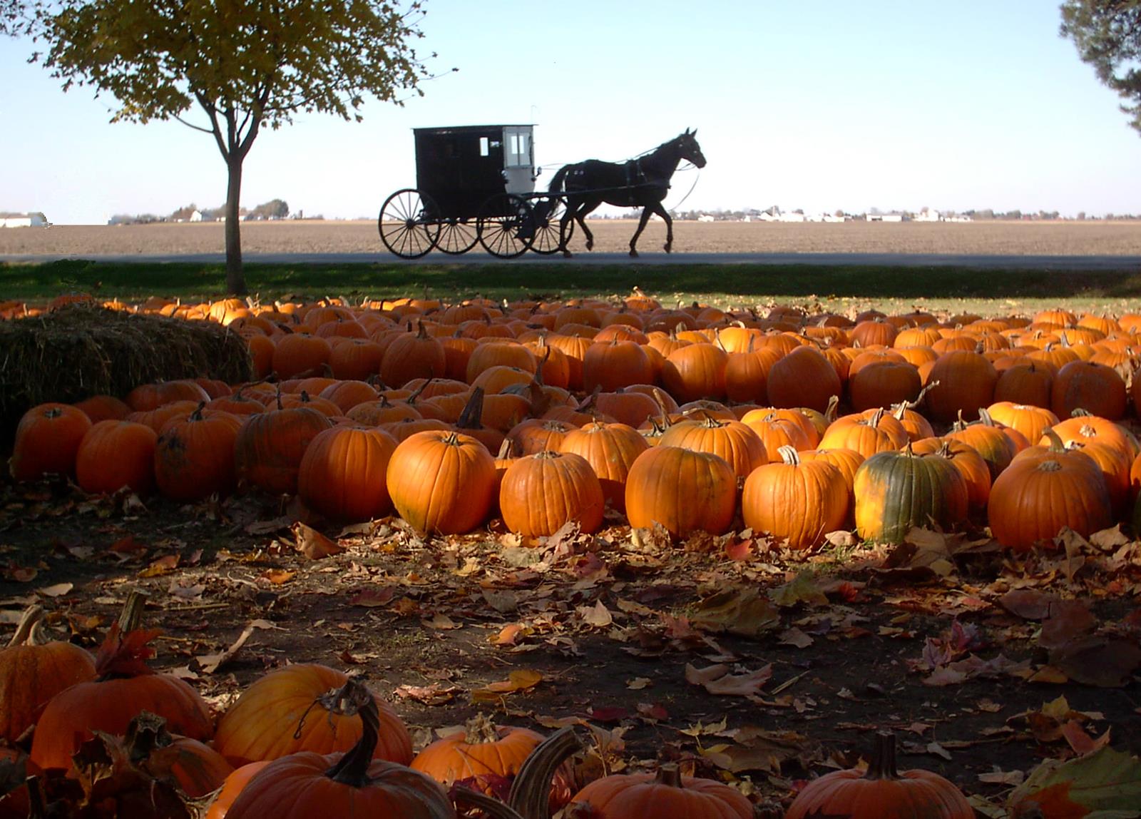 Illinois Amish Country