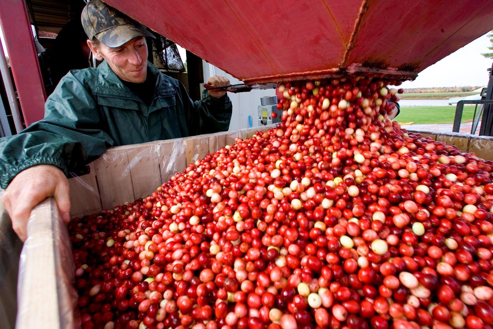 WisconsinCranberries(Copy)