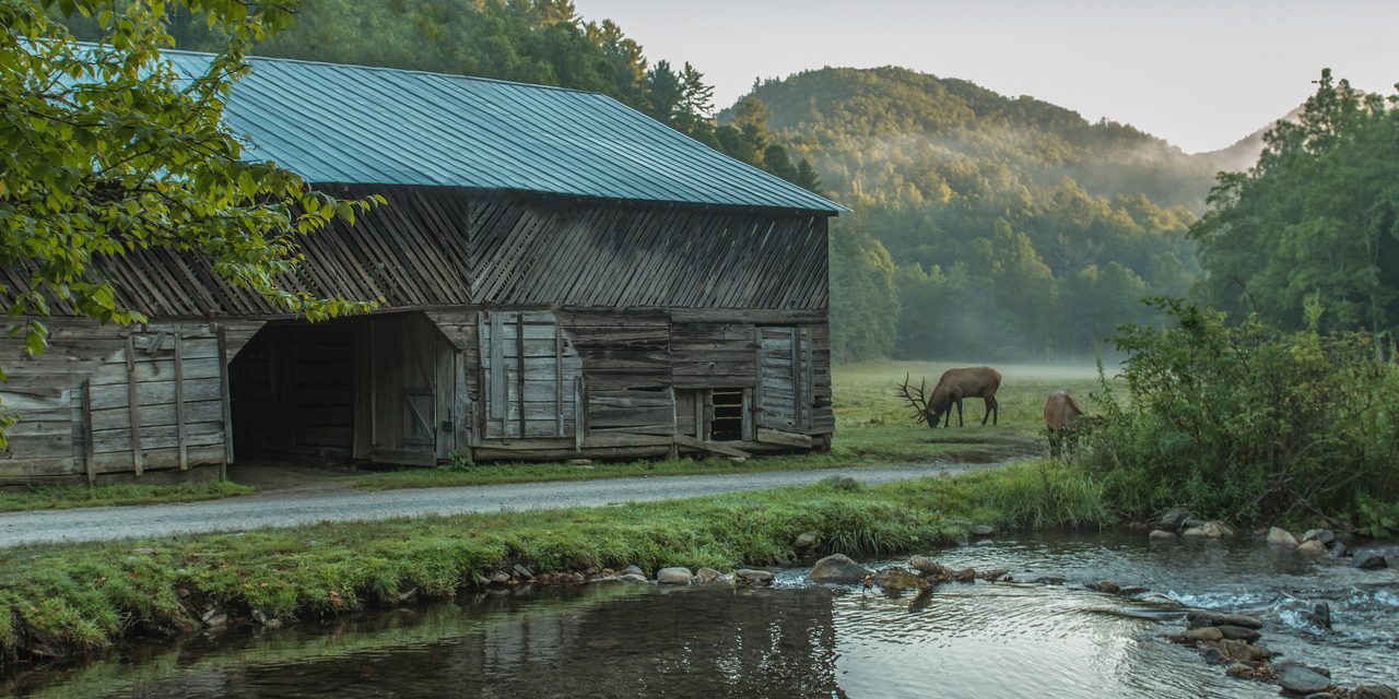 Why the Elk Stay Anywhere Else?
