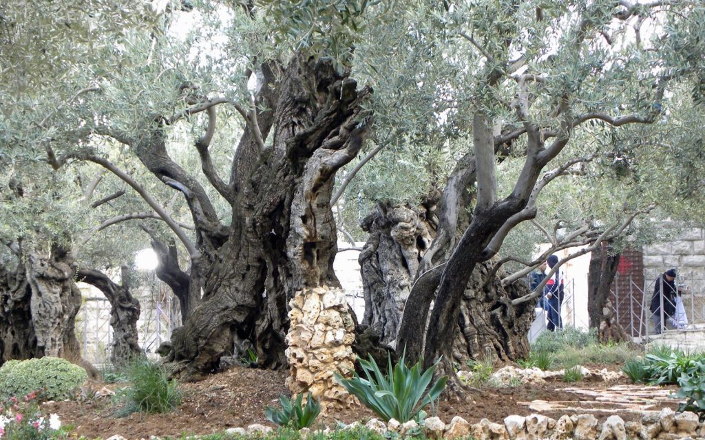 Israel: A Religious Journey Through the Works of Jesus Christ