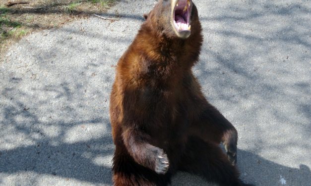 Enjoy these Idaho Experiences Before Visiting Yellowstone