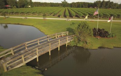 Must-Visit North Carolina Agritourism Experiences