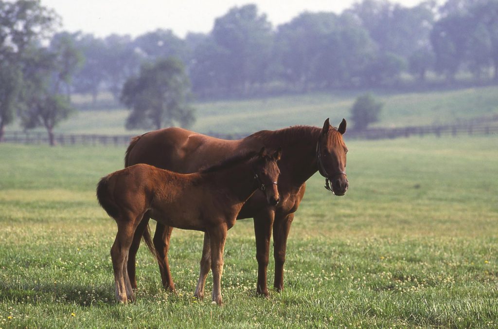 Horses in field Kentucky Horse Park_