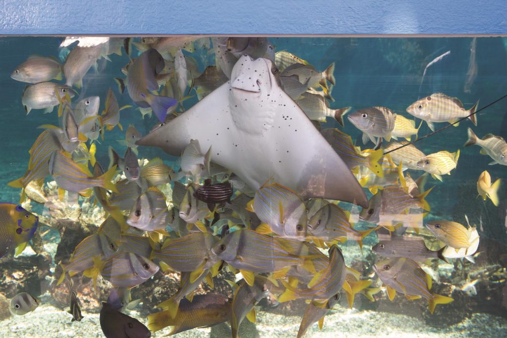 LG1220_East_St Augustine Aquarium-HirdJ-ZF-10660-01152-1-001-020_cmyk_l