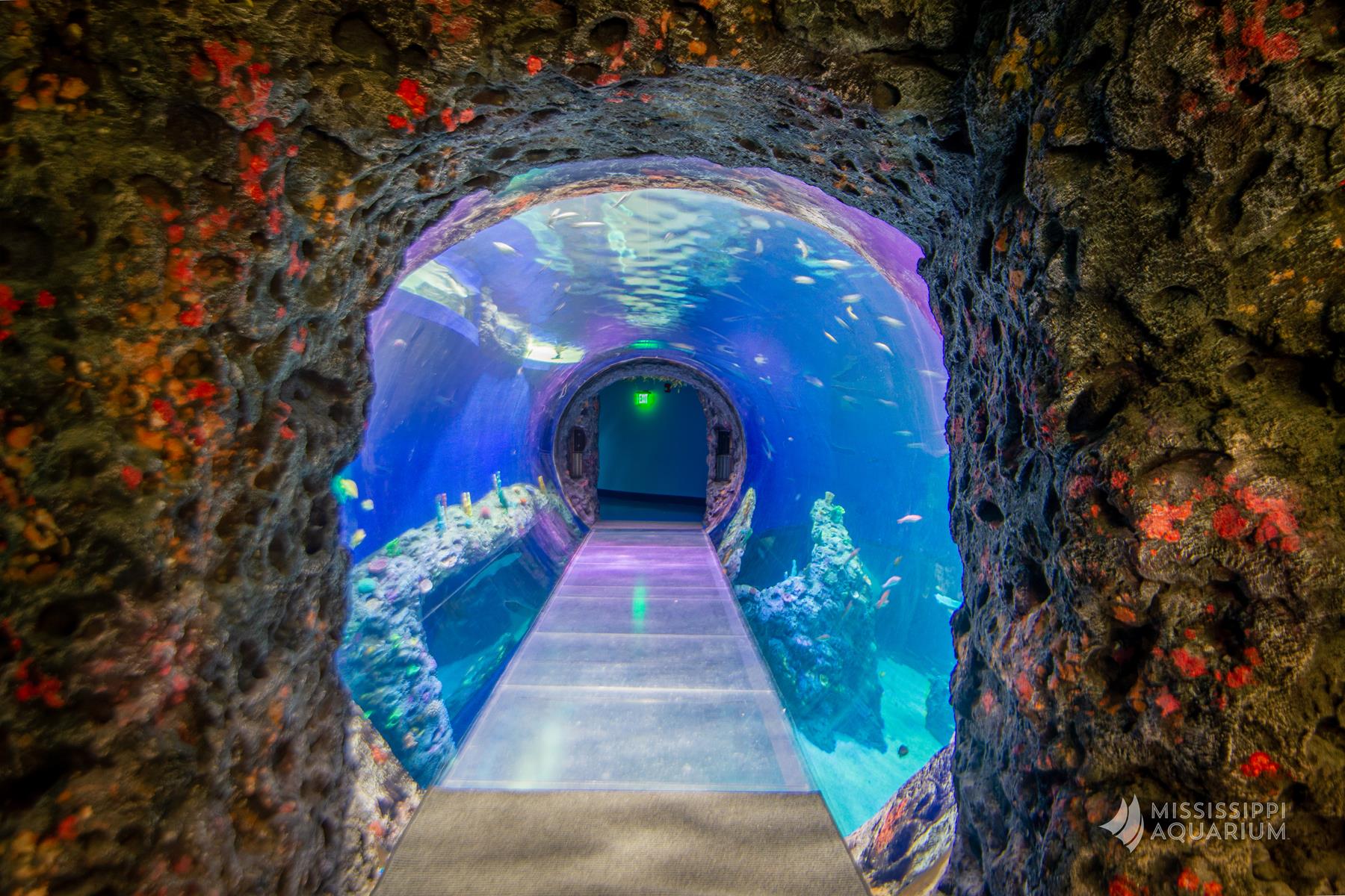 Mississippi Aquarium is a Spectacular Gulf Coast Attraction