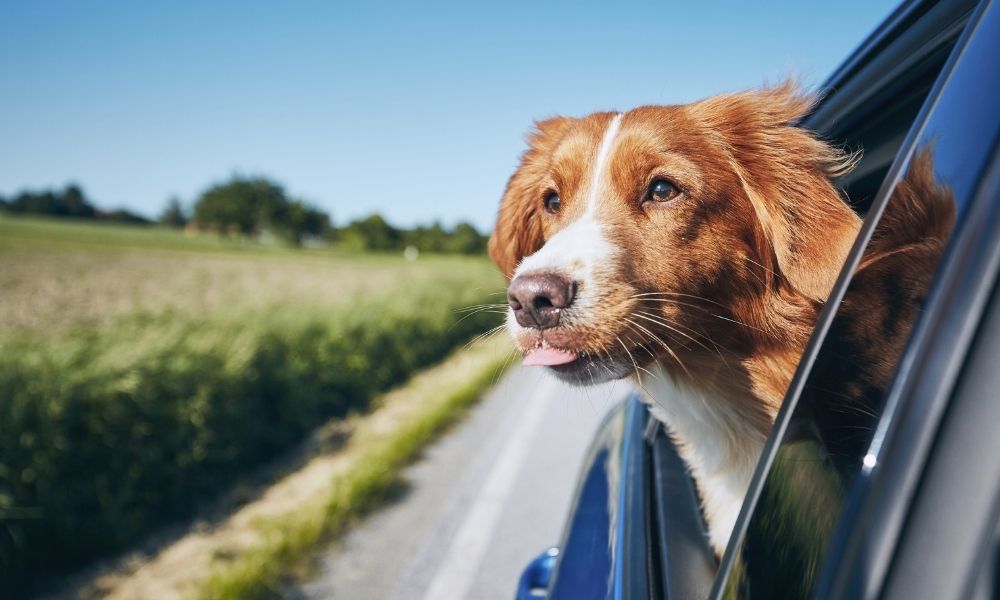 How to Care For Your Pet When on Vacation