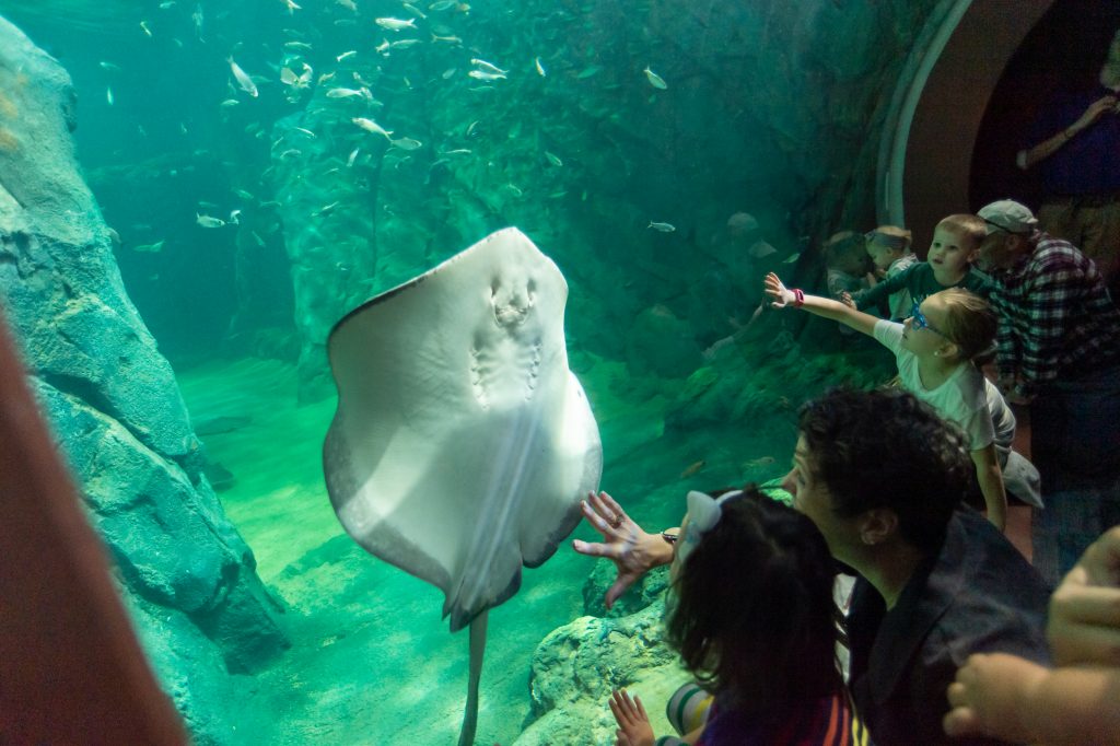 Devil rays mesmerize onlookers at Shark Canyon at the St. Louis Aquarium.