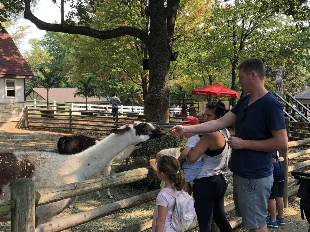 Visitors feed llamas at Grant’s Farm.