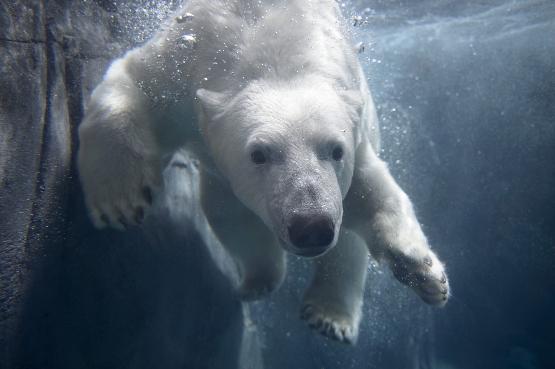 Polar bear credit Ray Meibaum Saint Louis Zoo scaled