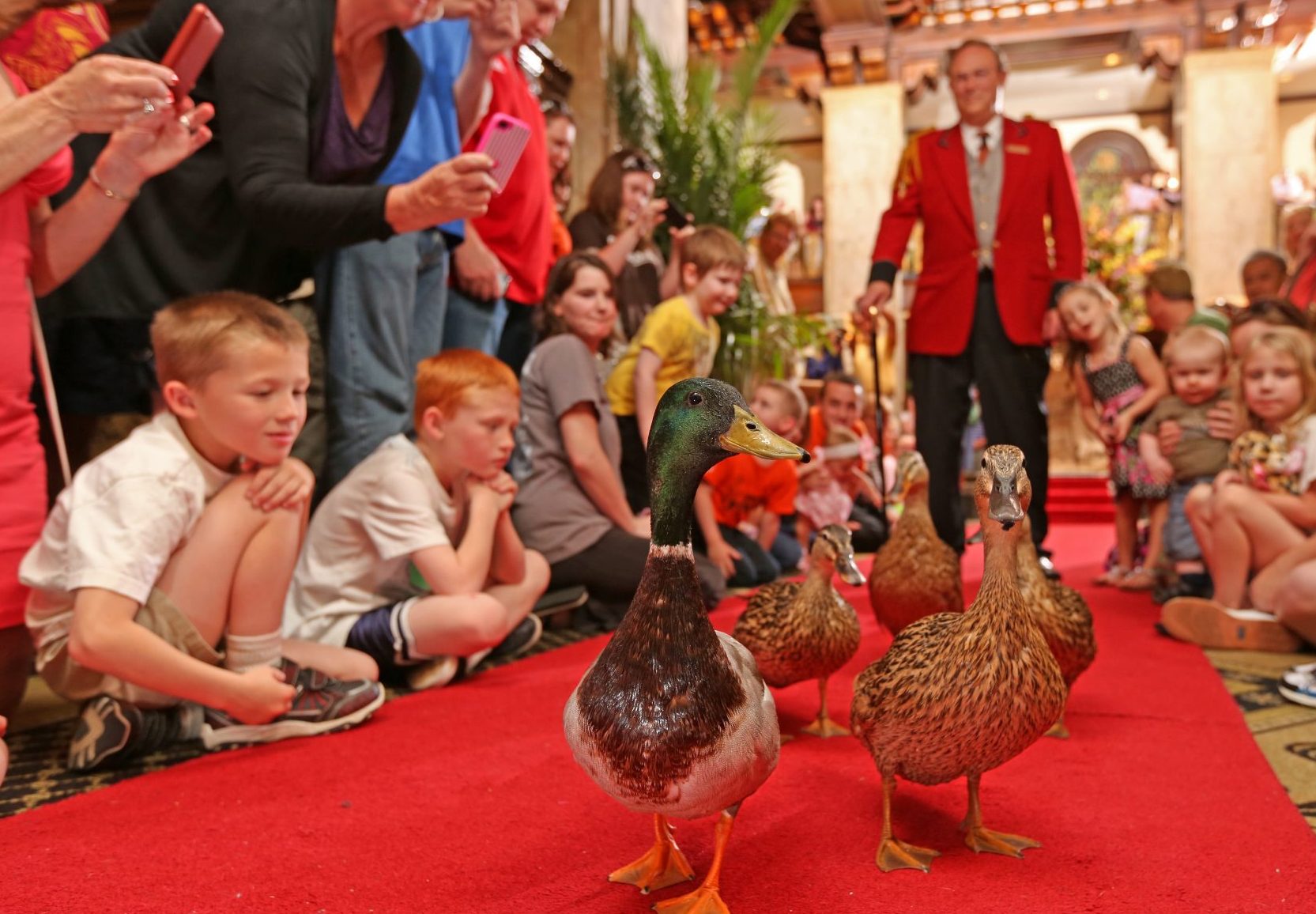 Peabody Duck March The Peabody Memphis scaled e