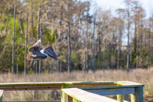 Pascagoula River Audubon Center in Moss has hands-on learning opportunities.

