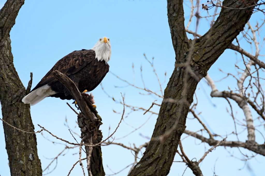 Bald eagles, once rare in Illinois, now make the state one of their favorite winter hangouts, fueling tourism in many locations. Photo courtesy of Enjoy Illinois