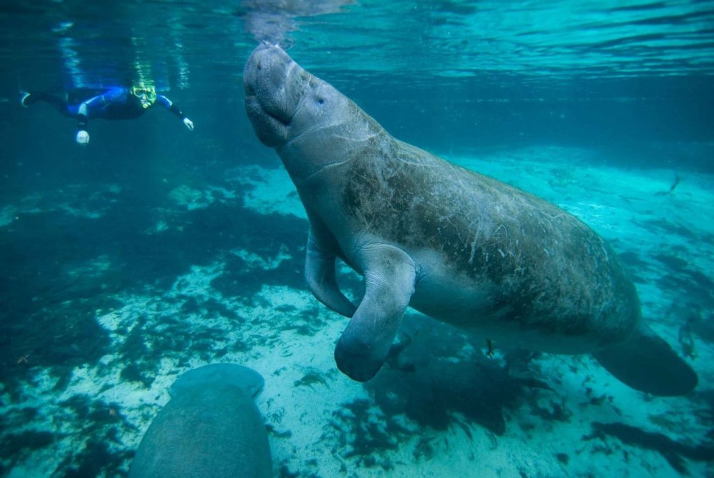 In Homosassa, Florida, guests can brandish a snorkel and swim with manatees, the gentle cows of the sea.