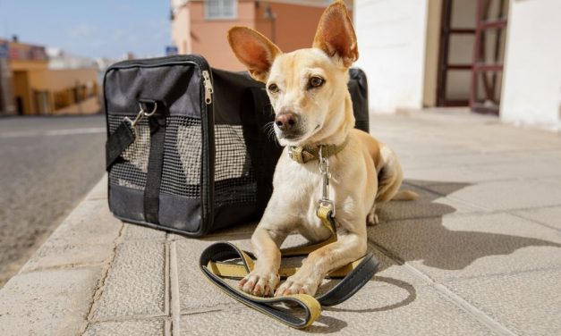 Tips for Finding the Best Boarding Service for Your Dog
