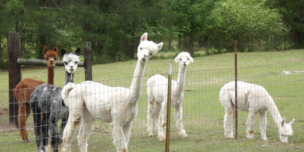 Mississippi’s Tourism, Agriculture Enjoy a Successful Partnership 