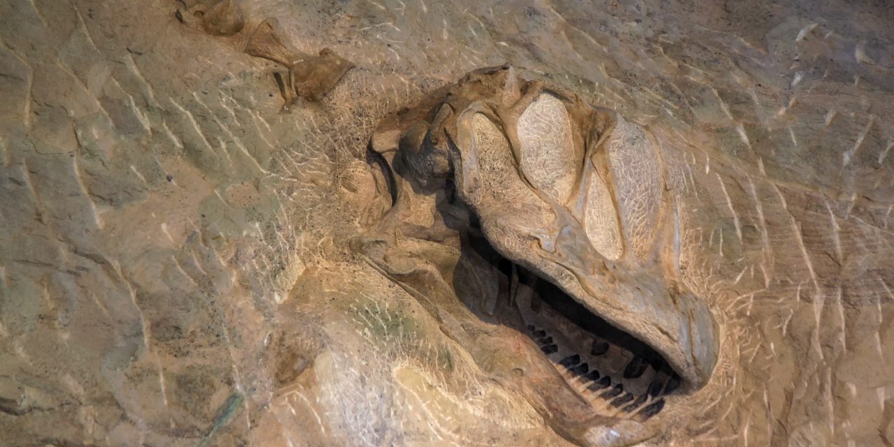 Discover Northwest Colorado’s Ancient Dinosaurs