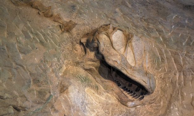 Discover Northwest Colorado’s Ancient Dinosaurs