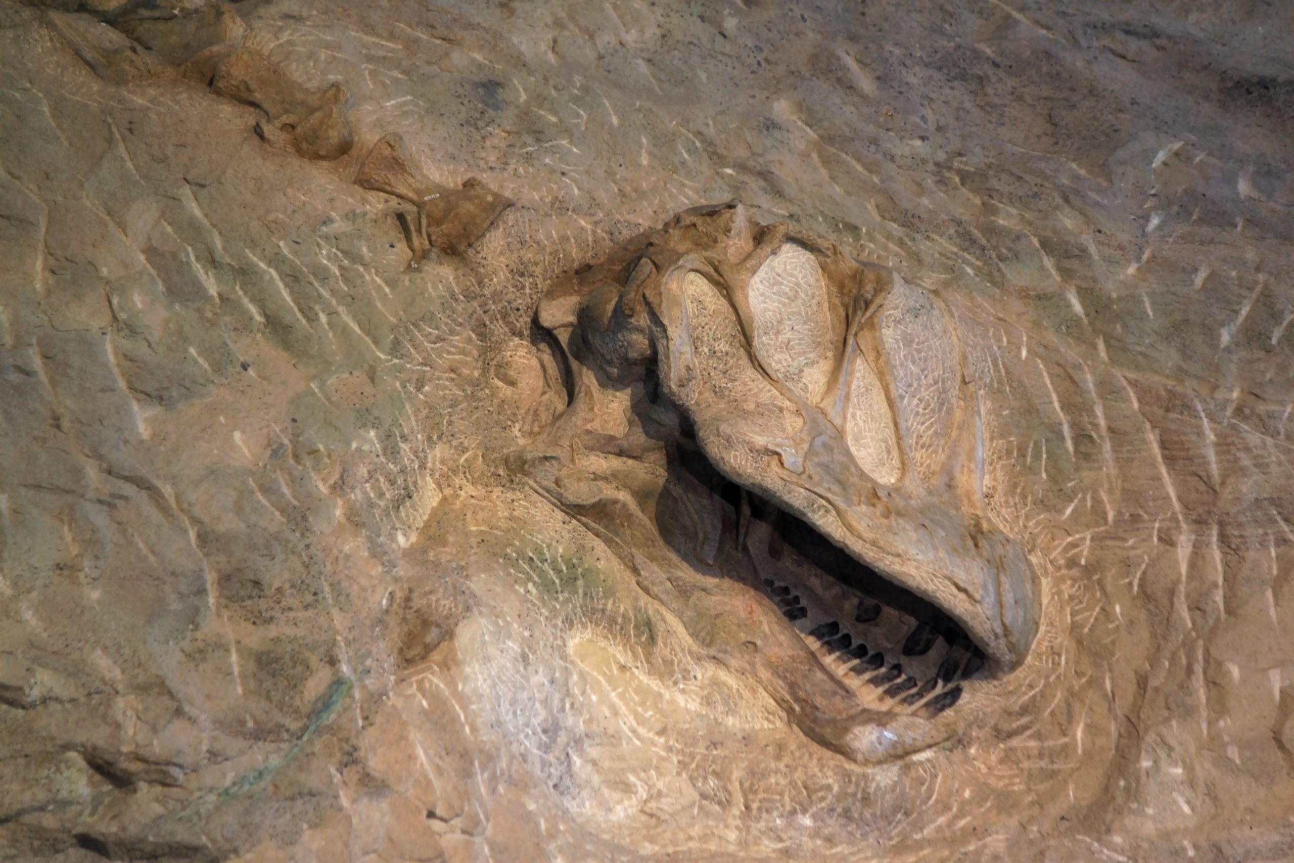 DNMcamarasaurus skull scaled
