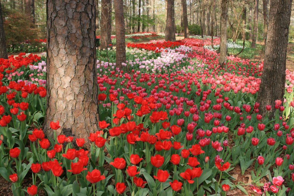 Caption: Garvan Woodland Gardens, a horticultural wonderland, is one of Hot Springs’ most popular attractions. (Photo credit: Visit Hot Springs)