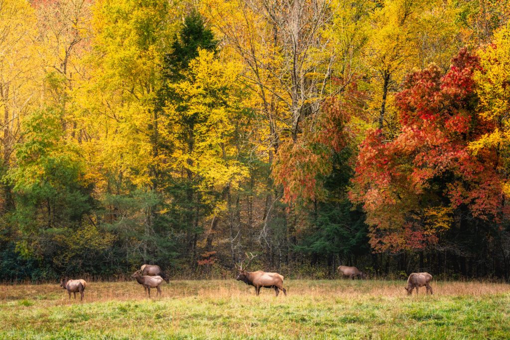 Great Smoky Mountain National Park is home to elk and other beautiful wildlife.